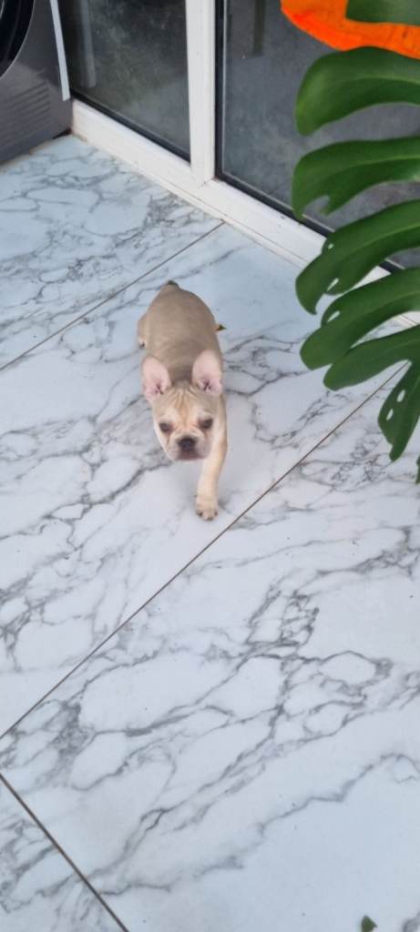 1 frenchi bull terrier left a girl,reduced for quick sale
