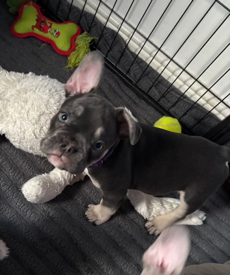 Male French Bulldogs 