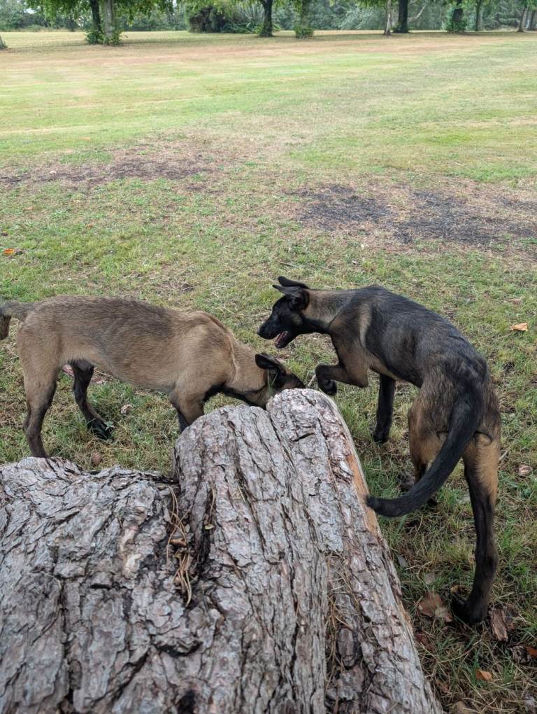Belguim shepherd pups