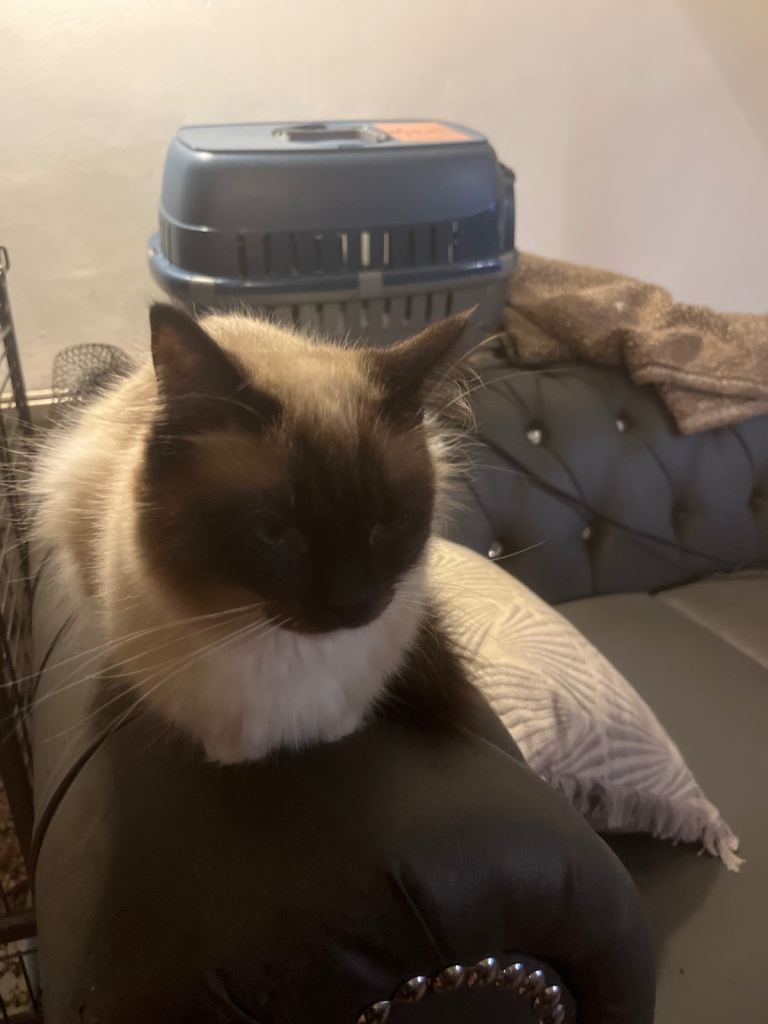 Beautiful Ragdoll Cat for Rehoming