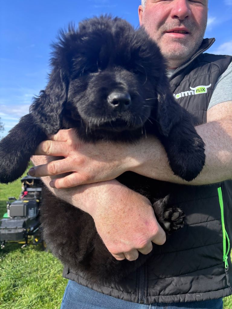 Newfoundland Pup Irish Champion Line 