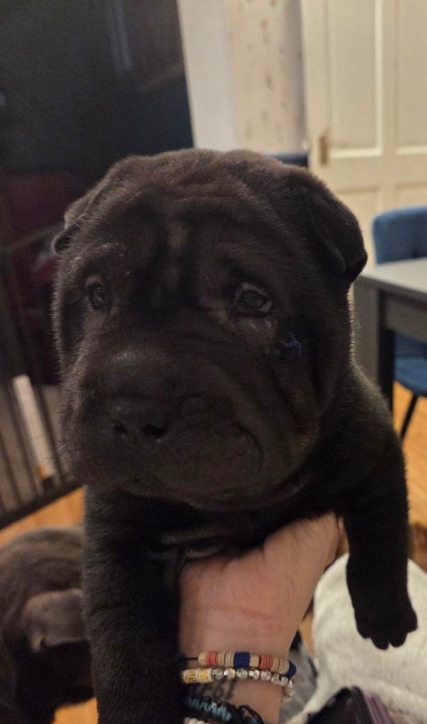 💙 READY NOW. SHAR PEI BOY 💙