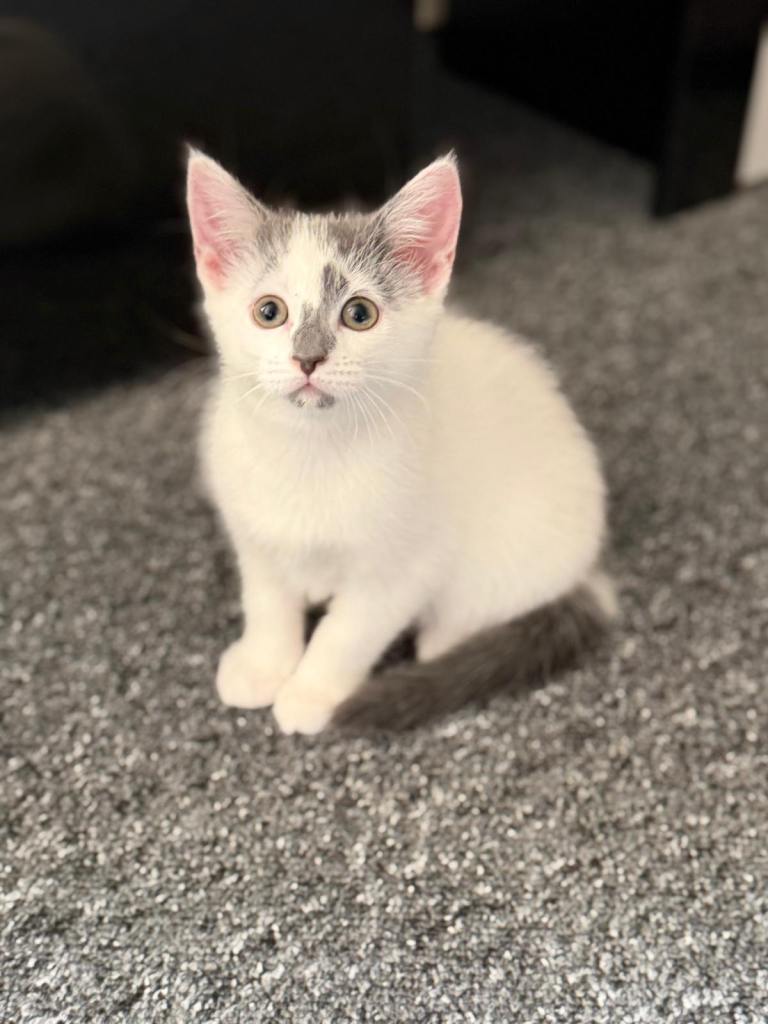 Beautiful kittens available 