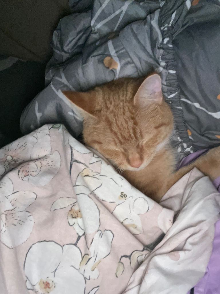 Male 6 month old kitten 