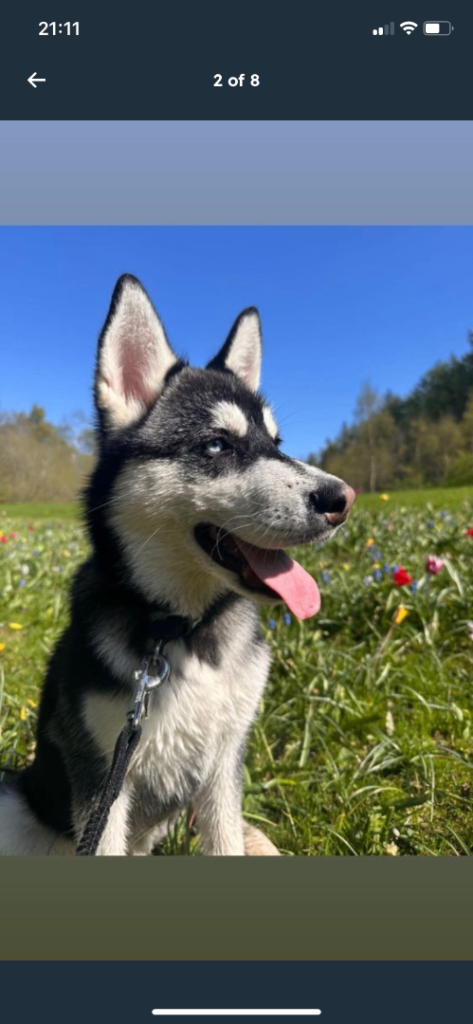 Husky for loving home 