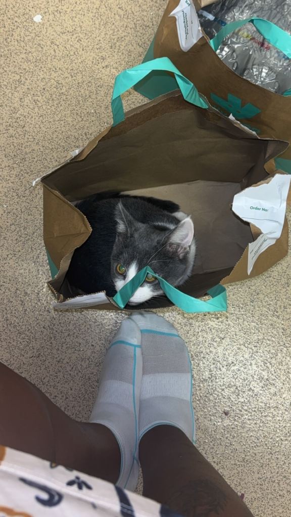 BSH & Domestic B&W shorthair 