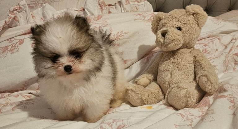 Xxxxs toy russian pomeranian boy READY NOW 