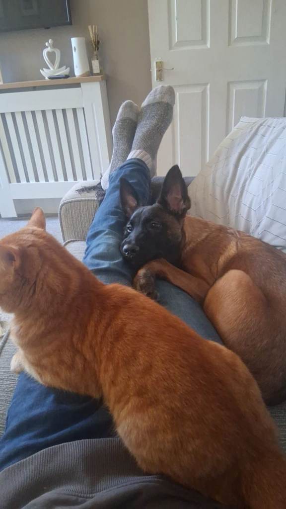 5 month old belgian malinois 