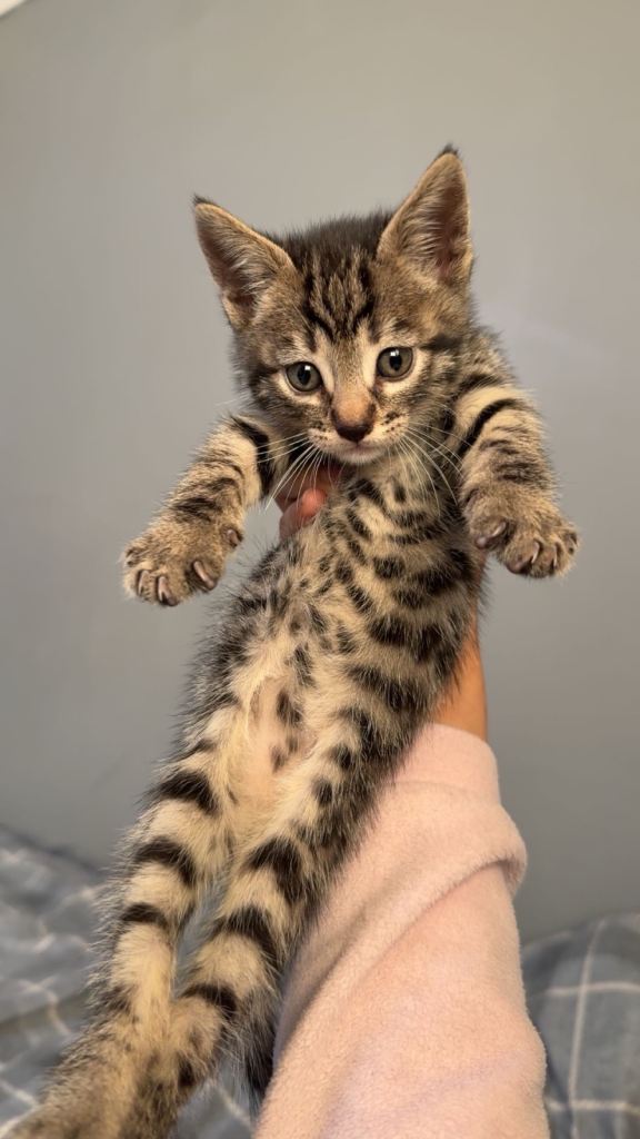 Bombay x Bengal mix 