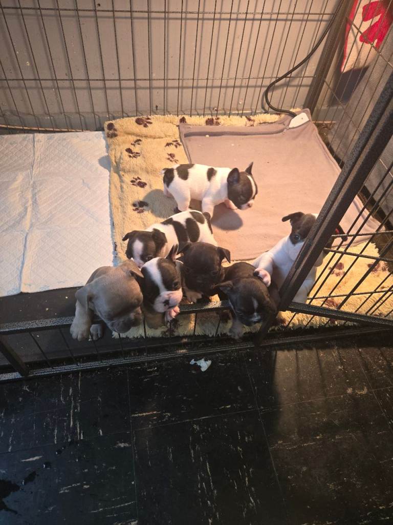 French bulldog pups for sale 