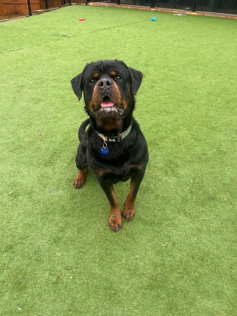🐾 Jackson – Loyal 3-Year-old rottweiler 