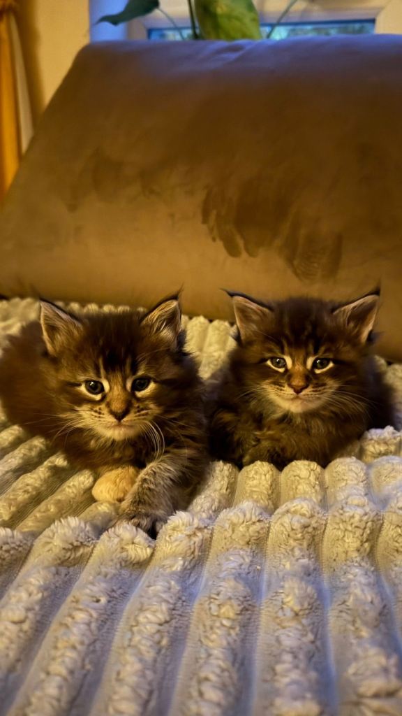 Maine coon kitties 