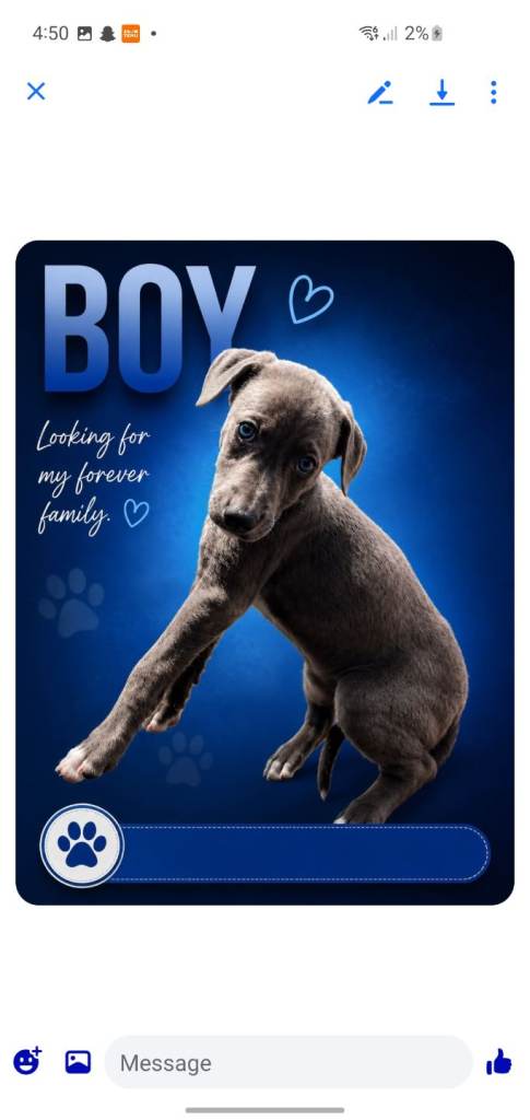 Lurcher pups