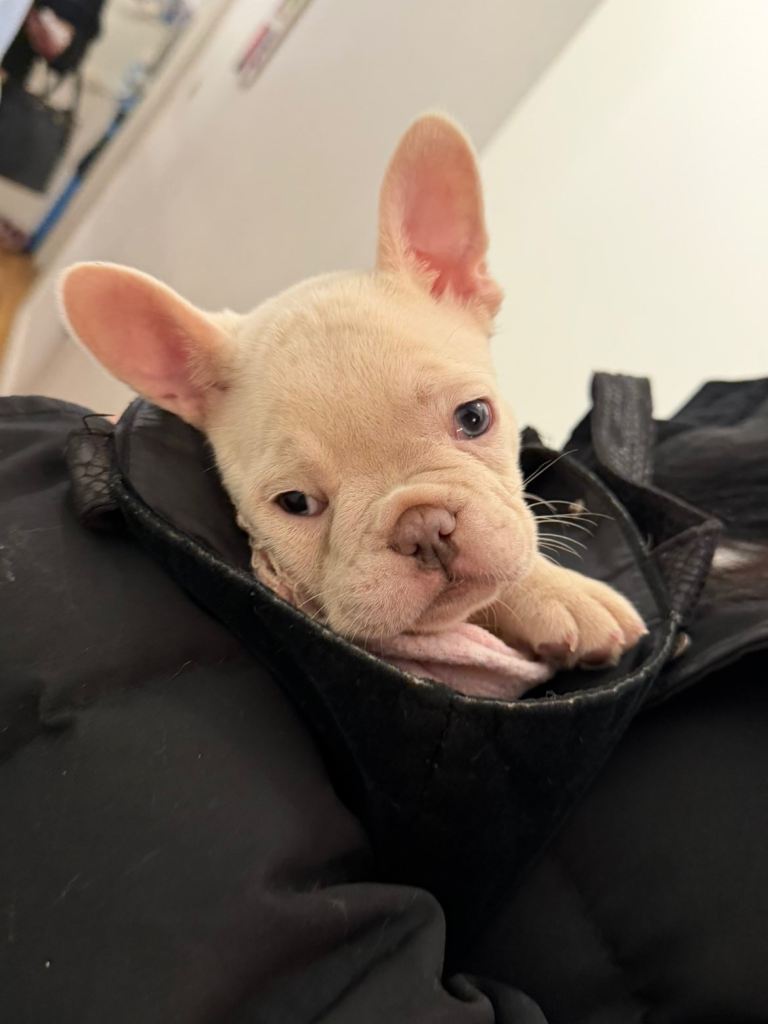 3 French Bulldog Puppies for sale!❤️‍🔥⚠️