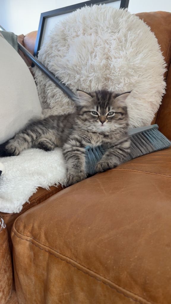 Beautiful Persian kittens 