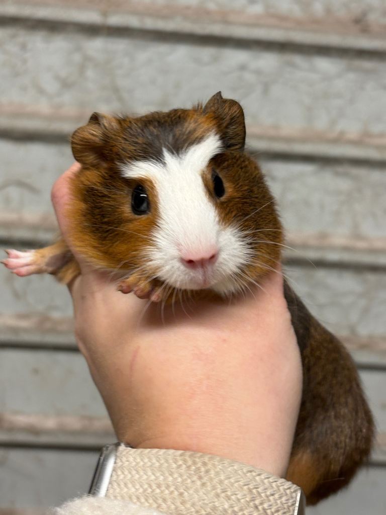 Male Guinea pigs - ready at the end of February 