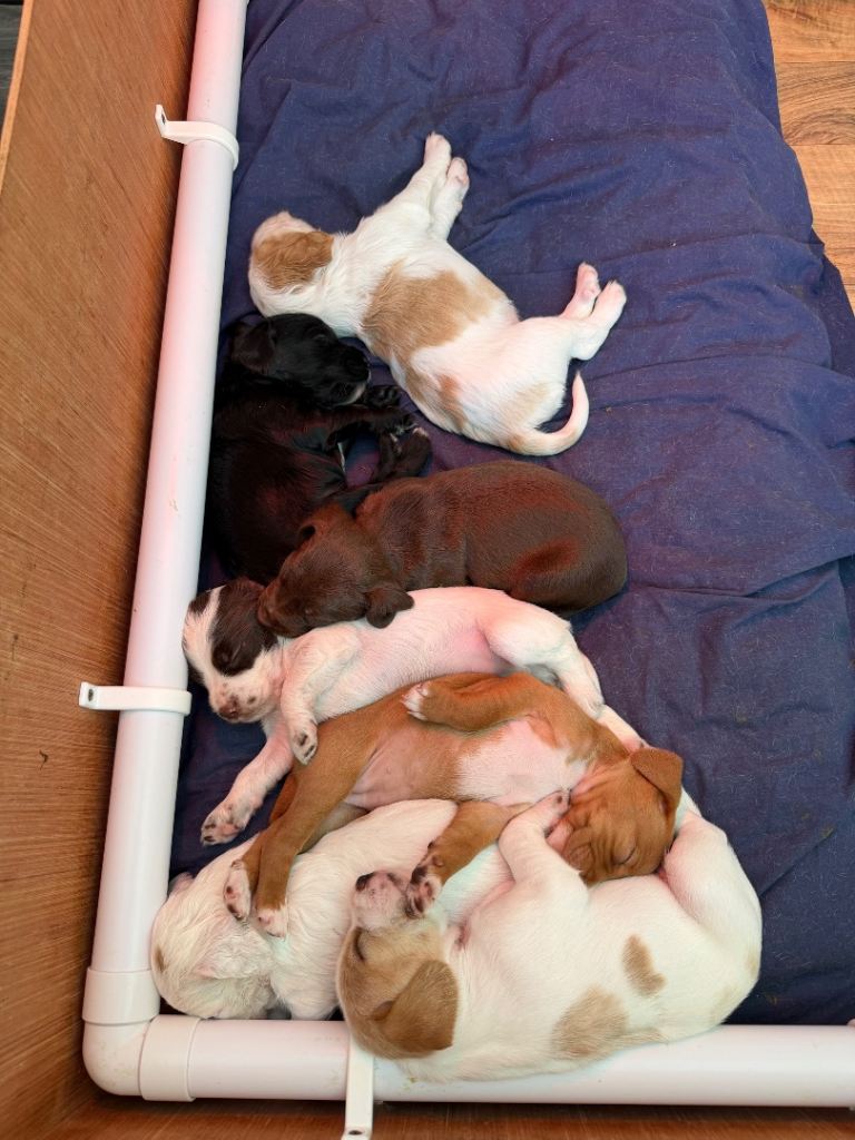 3week old cockerdale puppies  
