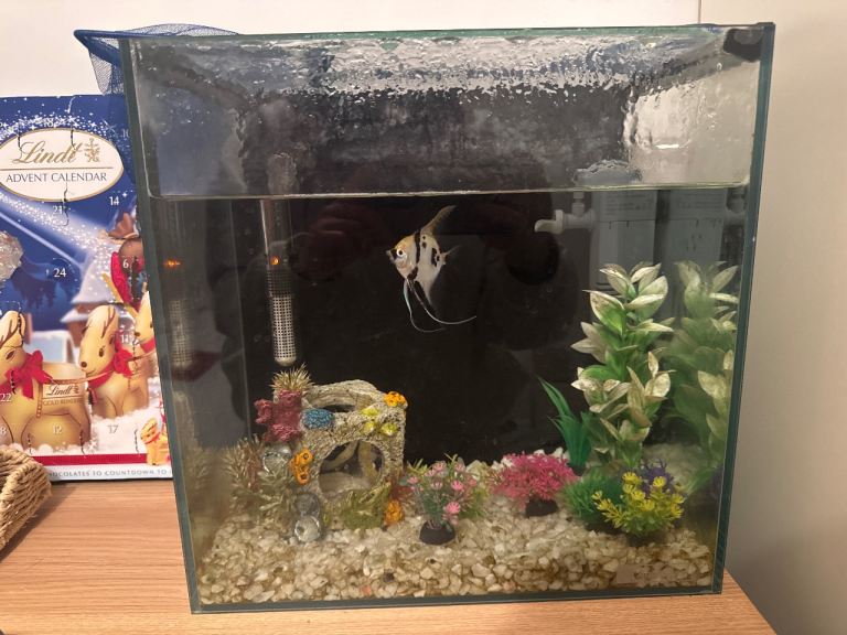 Angel fish with fish tank 
