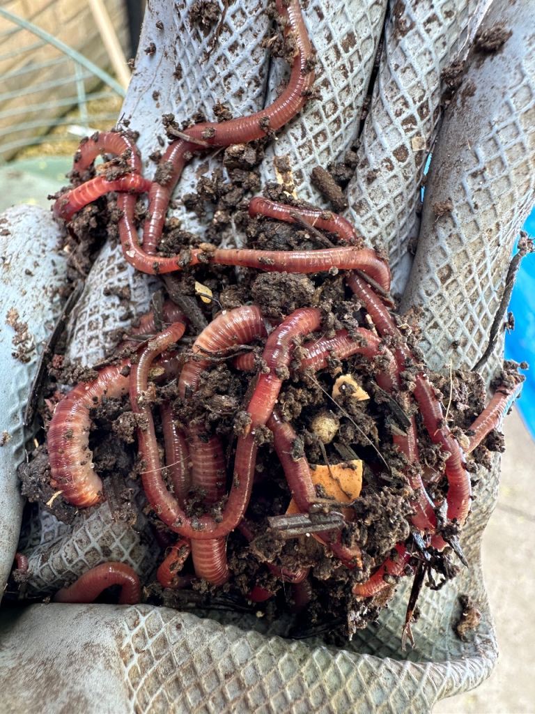 Compost worms for sale 