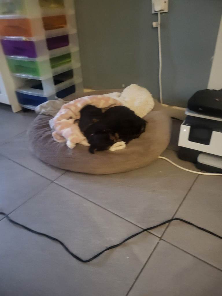 3 Yorkshire terrier puppies 8 weeks old ready to leave now 1st vaccines done