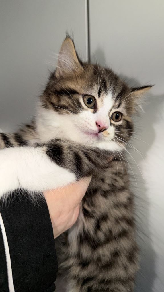 Ragdoll x Persian kittens