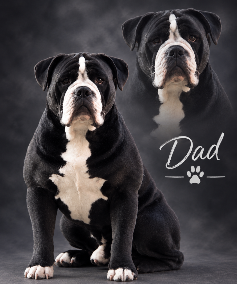 Old tyme bulldog pups