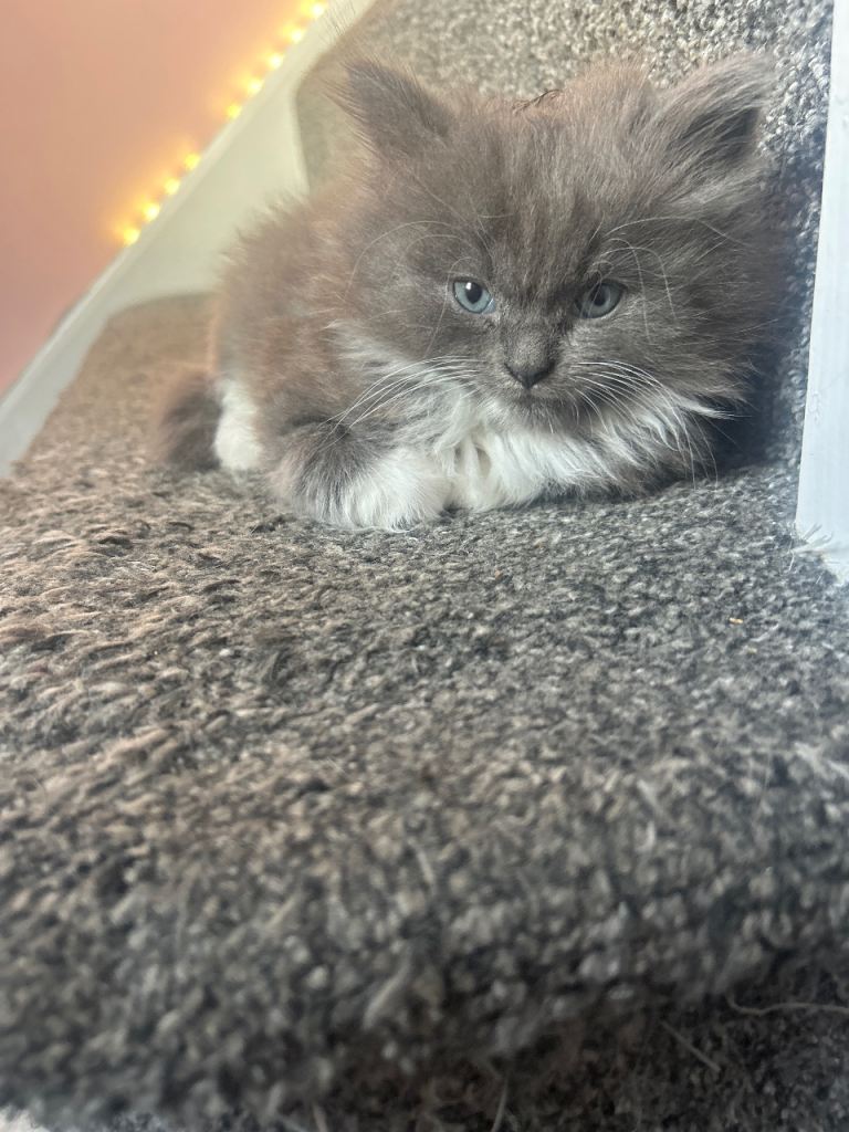 Kittens 