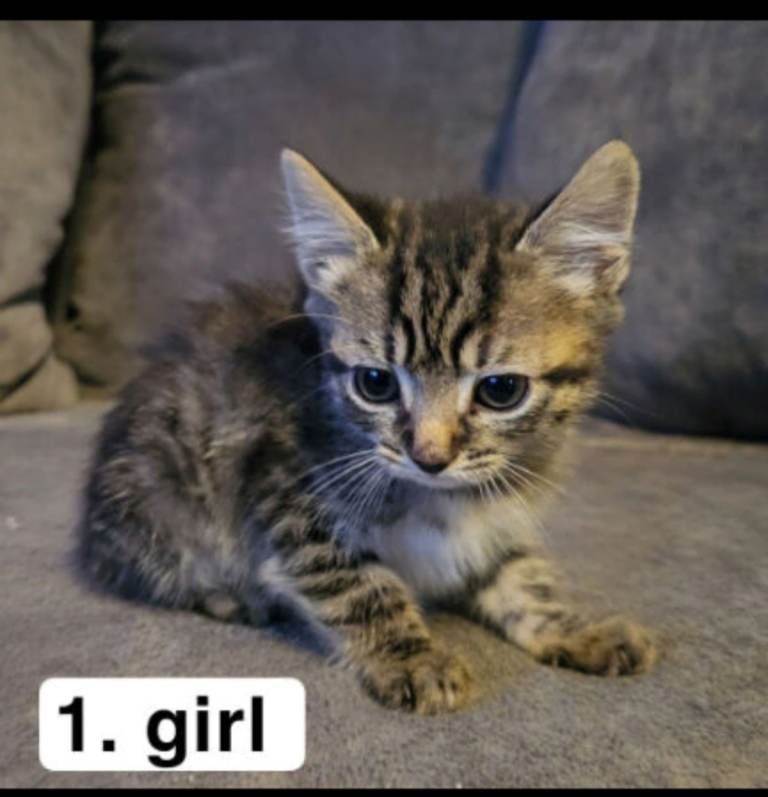 Beautiful kittens 