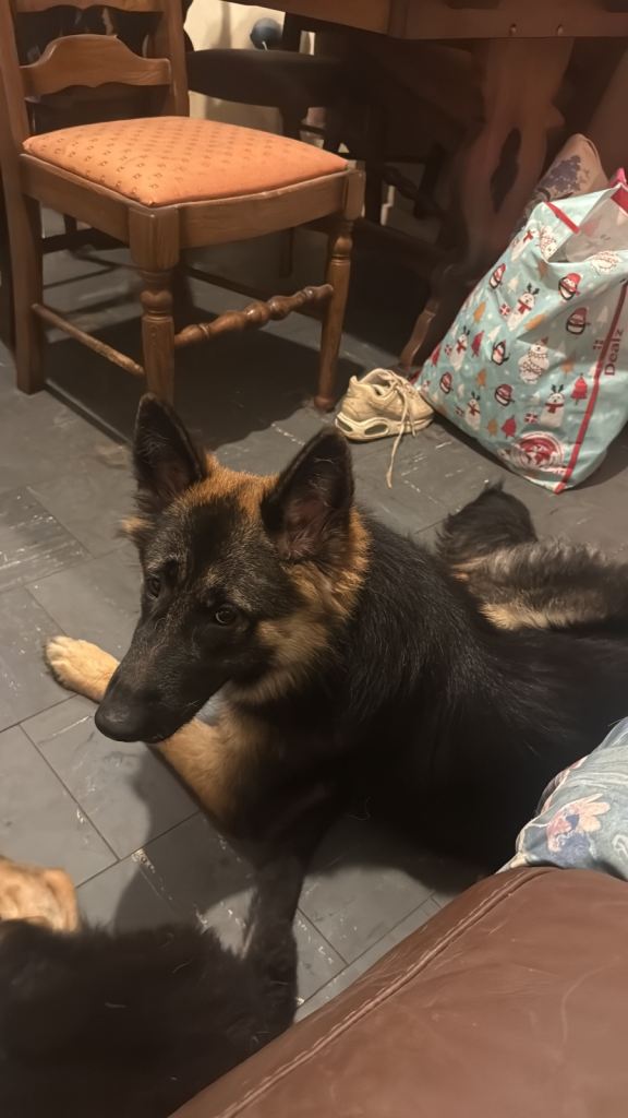 German shepherd puppy 