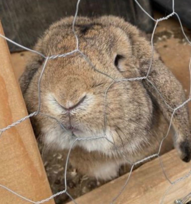 Mini lop bunny rabbit for sale to be re homed 