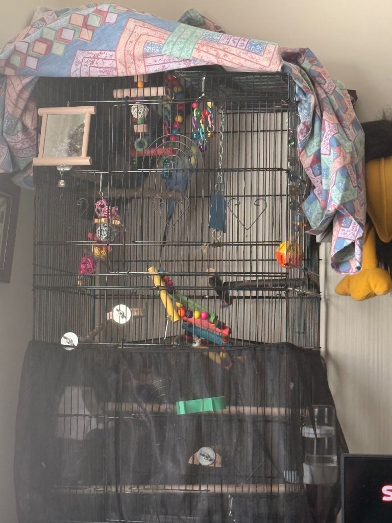 Blue budgie and cage