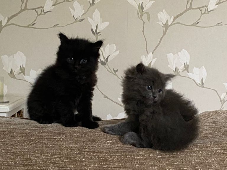 Ragdoll X kittens 