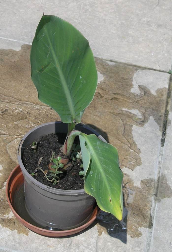 15 Plants £20 Inc Banana, Echium Tower Jewels, Avens, Verbina, Succulants, Holly Hocks Ect Weymouth
