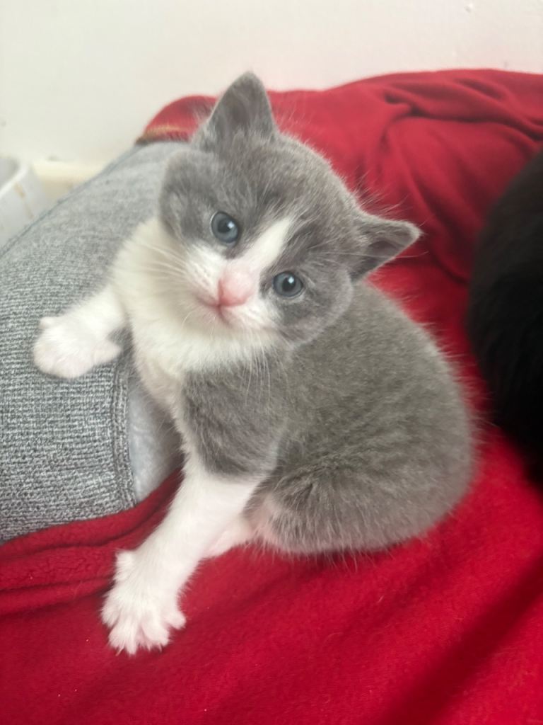 Kittens for Sale – Ready Soon for Loving Homes 🐾