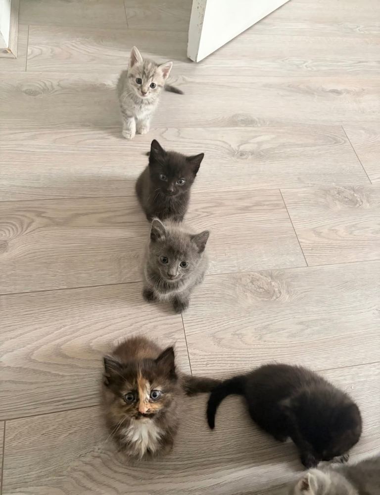 Adorable kittens 