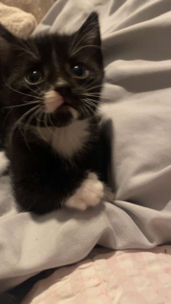 5 kittens for sale 