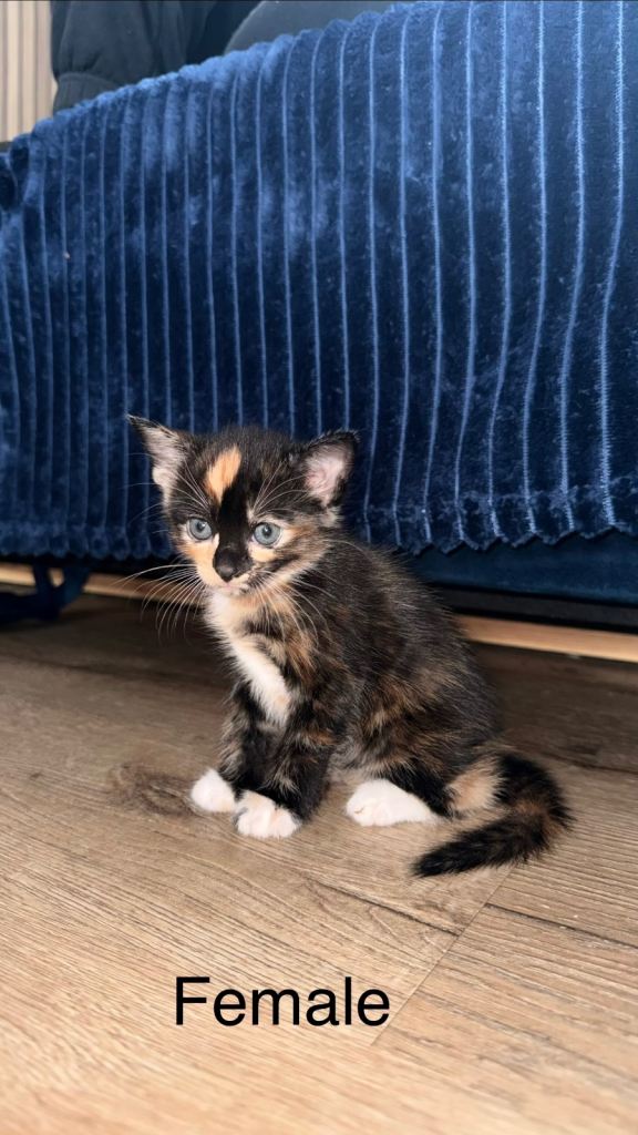 Kittens 