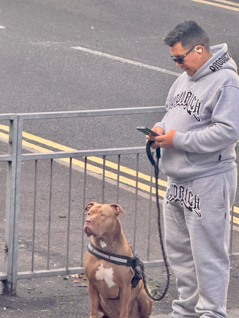 5-Month-Old Male Staffy Puppy – Rio – Friendly & Healthy (IG3)