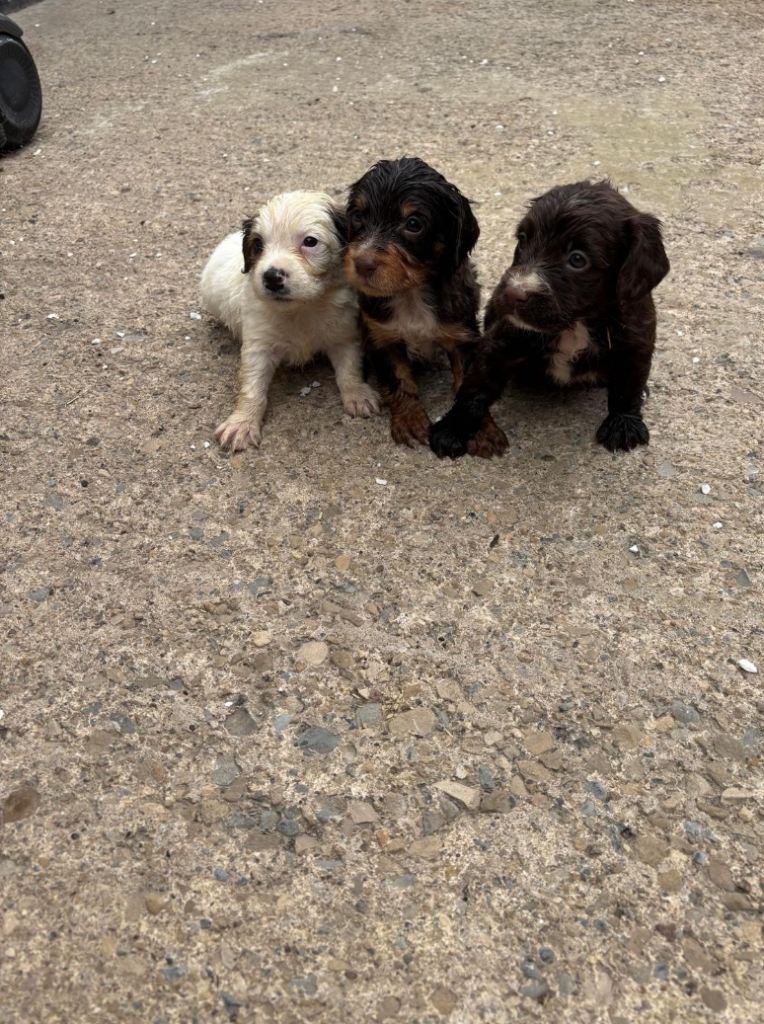 Sprocker puppies 