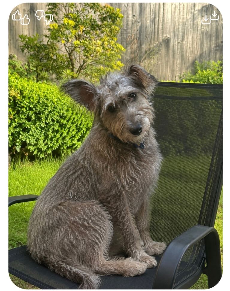 Border Terrier 8months old Named Biscuit 