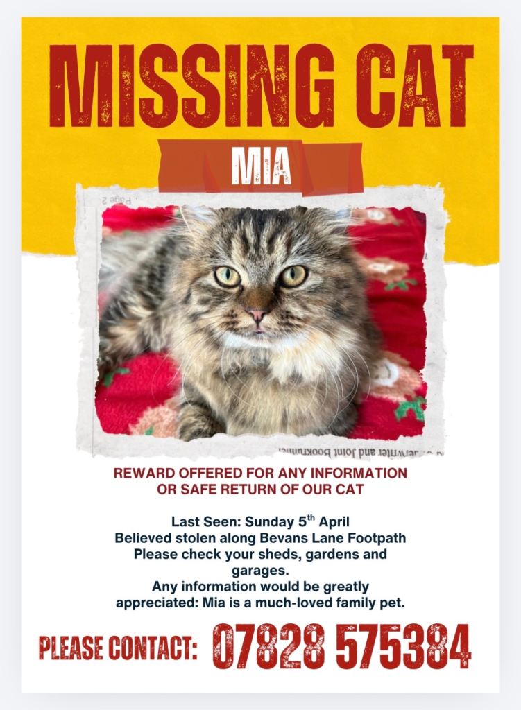 Missing Kitten - Please help find her 