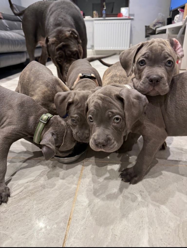 Cane corso puppies 9 weeks old 