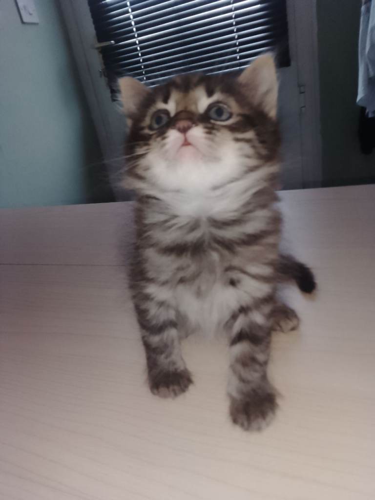 Kitten 