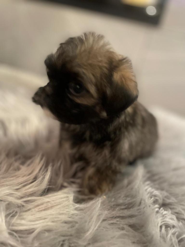 Adorable imperial Shih Tzu puppies 🐶 2 boys 