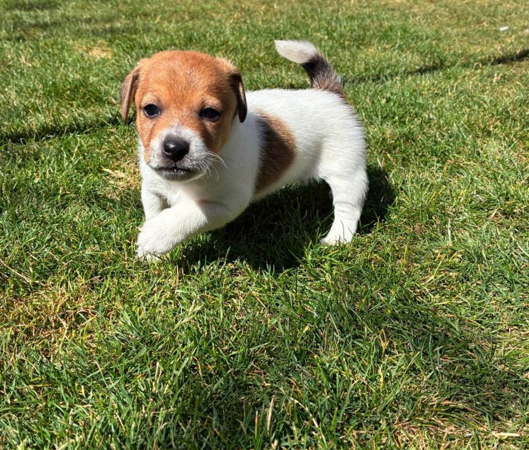 Jack Russell pups 
