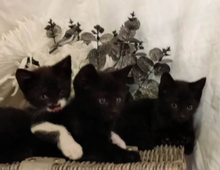 British shorthair x kittens