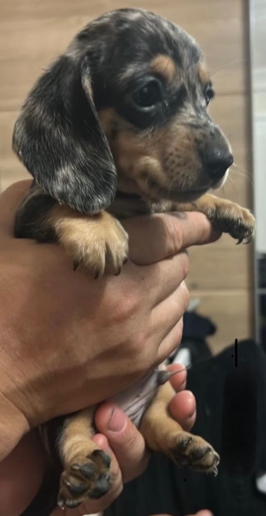  Adorable Miniature Dachshund Male pup please read below for details 