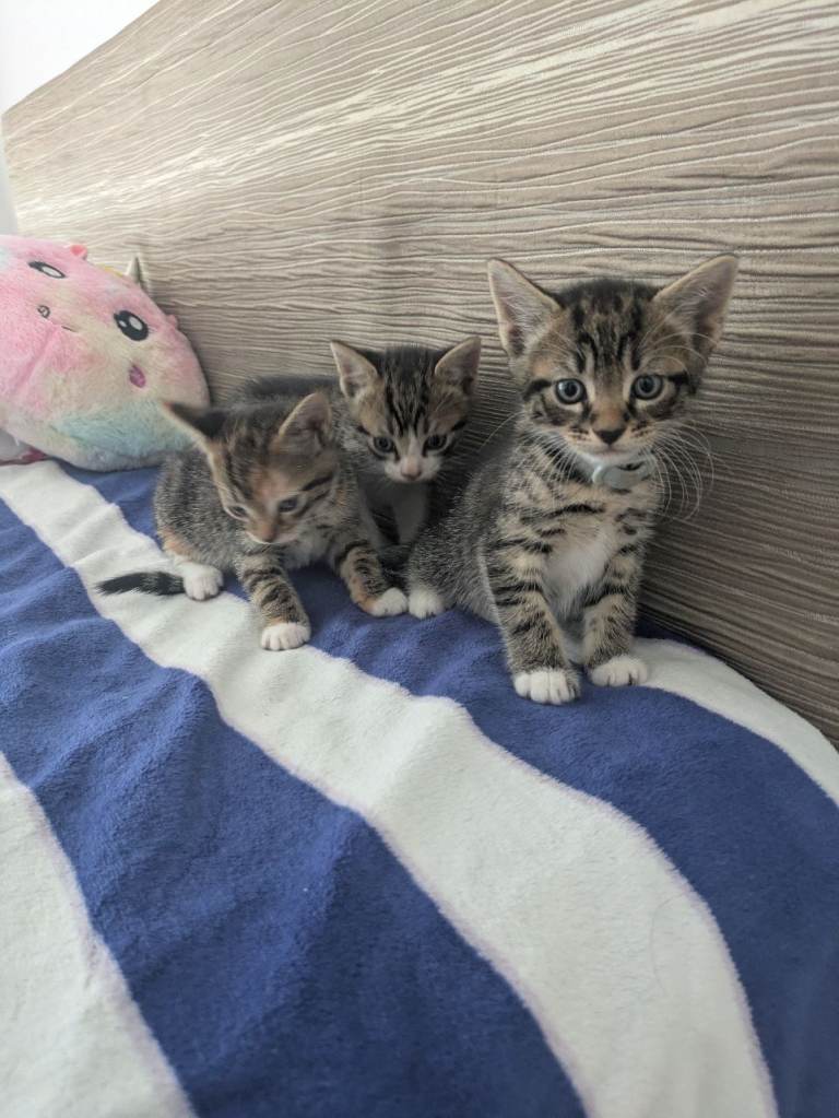 3 Lovely kittens 💕💕