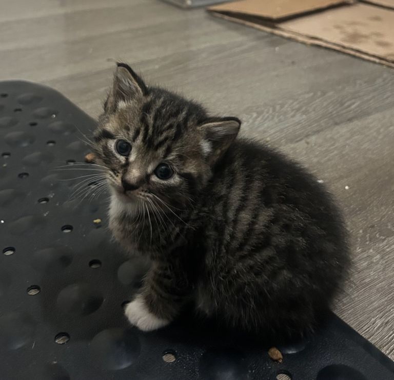 Beautiful Tabby & Tuxedo Kittens Looking for Loving Homes 
