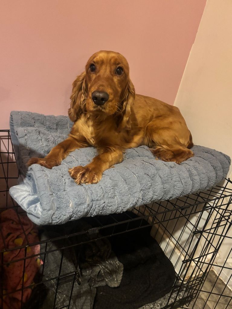 19 month old cocker spaniel looking for a new home 